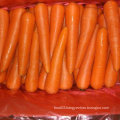 New Harvest Good Quality of Fresh Carrot